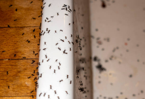 Best Ant Control Services  in Barnesville, GA