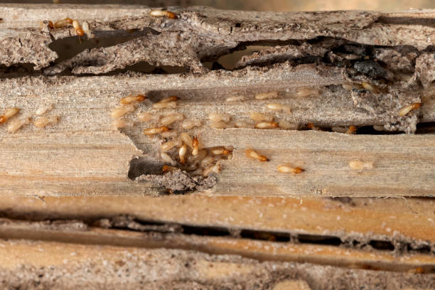 Best Termite Control Services  in Barnesville, GA